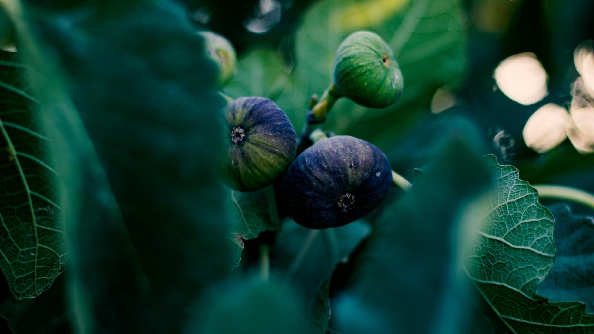 figs